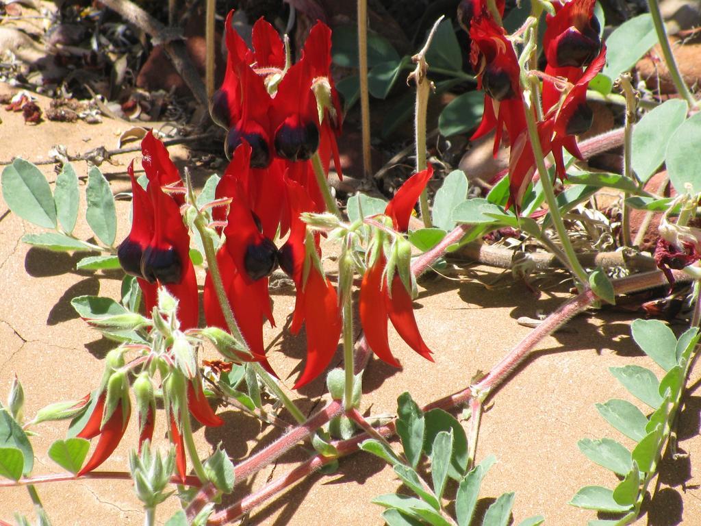 Kathys Place Bed And Breakfast Alice Springs Bagian luar foto